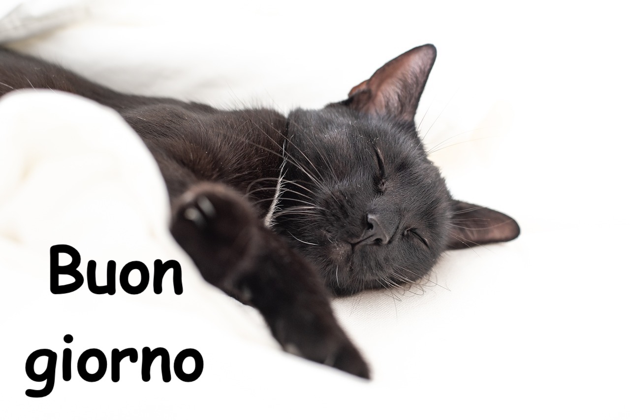 immagini e foto buon giorno con un gatto nero che dorme 